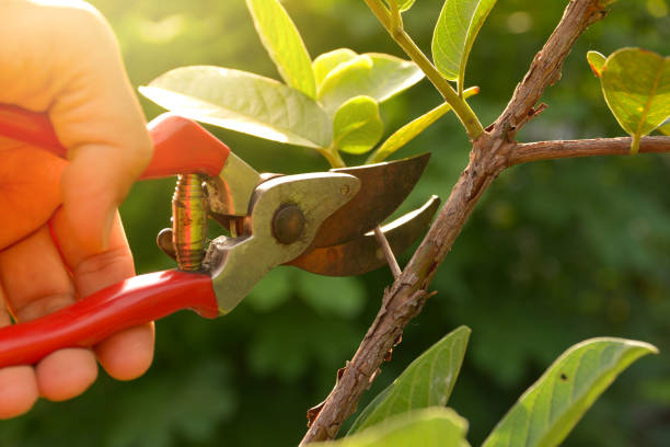 How Our Tree Care Process Works  in  Crestline, CA